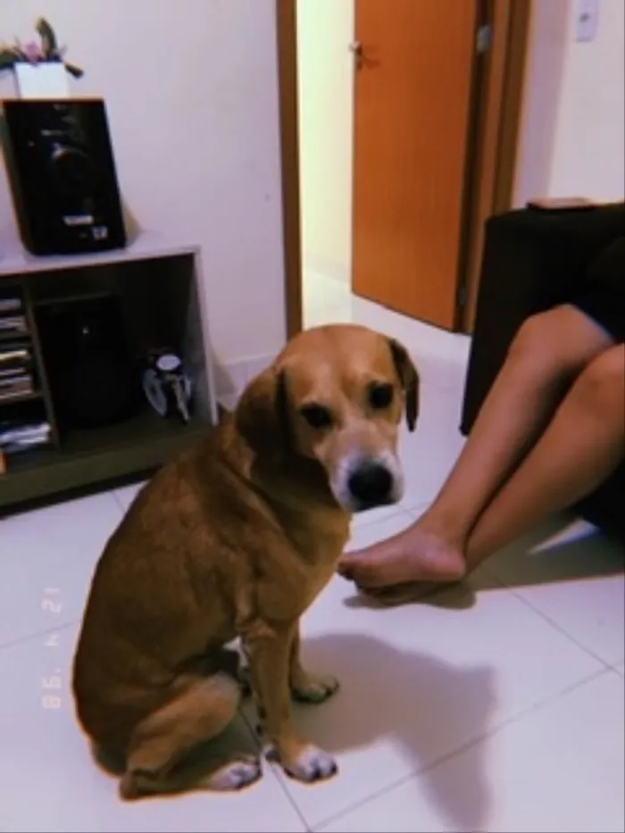 Cachorro ra a Raça indefinida  idade 6 ou mais anos nome Bola