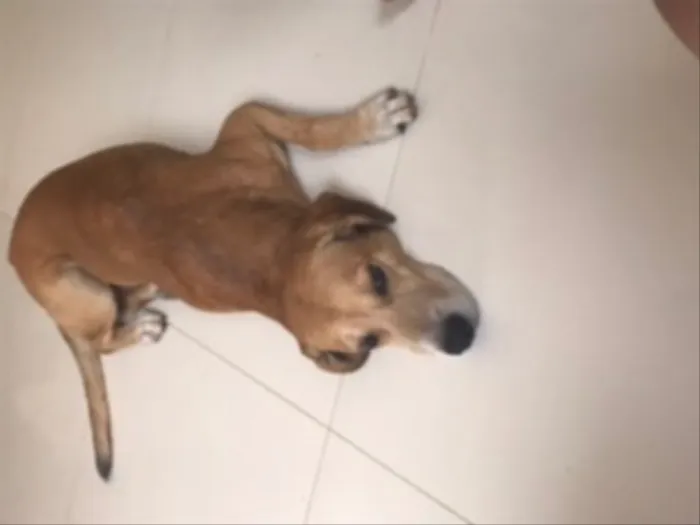 Cachorro ra a Raça indefinida  idade 6 ou mais anos nome Bola