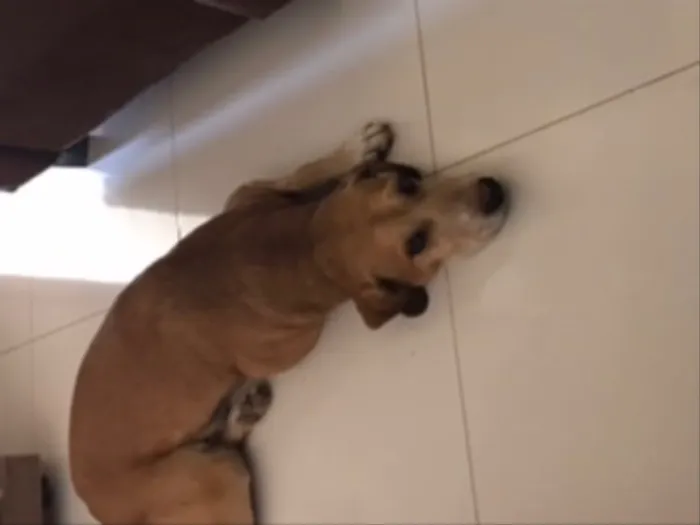 Cachorro ra a Raça indefinida  idade 6 ou mais anos nome Bola