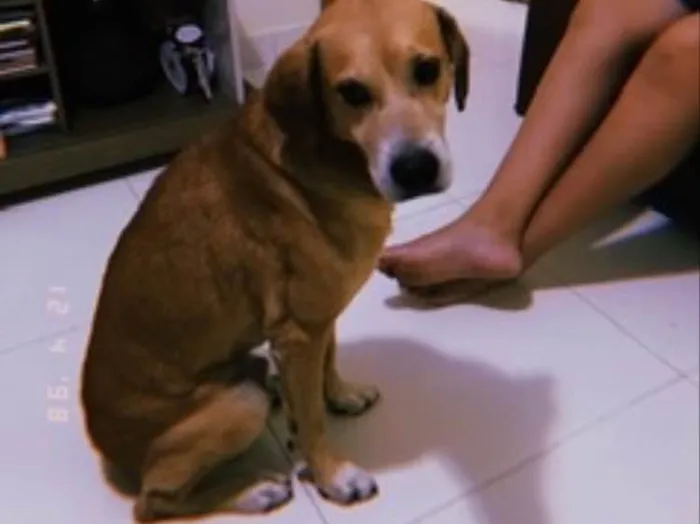 Cachorro ra a Raça indefinida  idade 6 ou mais anos nome Bola