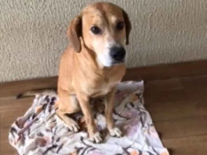 Cachorro ra a Raça indefinida  idade 6 ou mais anos nome Bola