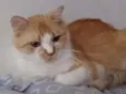 Gerônimo