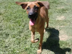 Cachorro raça SRD idade 2 a 6 meses nome Pitanga