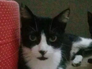 Gato raça SRD idade 3 anos nome Fúria 