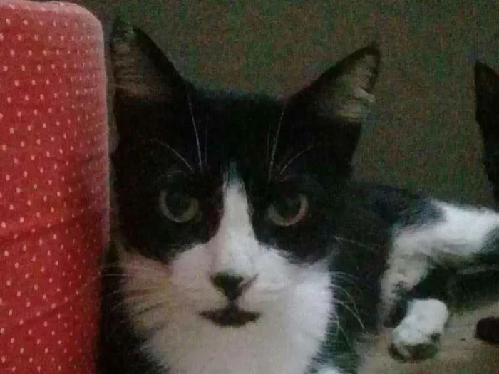 Gato ra a SRD idade 3 anos nome Fúria 
