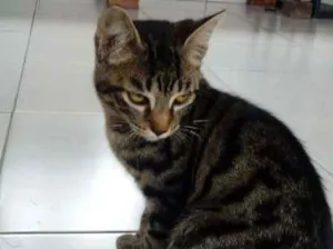 Gato raça SRD idade 2 a 6 meses nome MANDA CHUVA