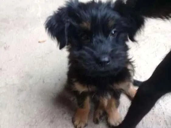 Cachorro ra a SRD idade 2 a 6 meses nome Amora