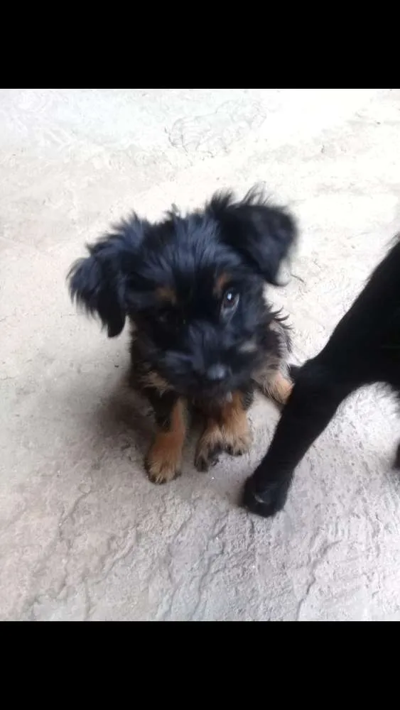 Cachorro ra a SRD idade 2 a 6 meses nome Amora