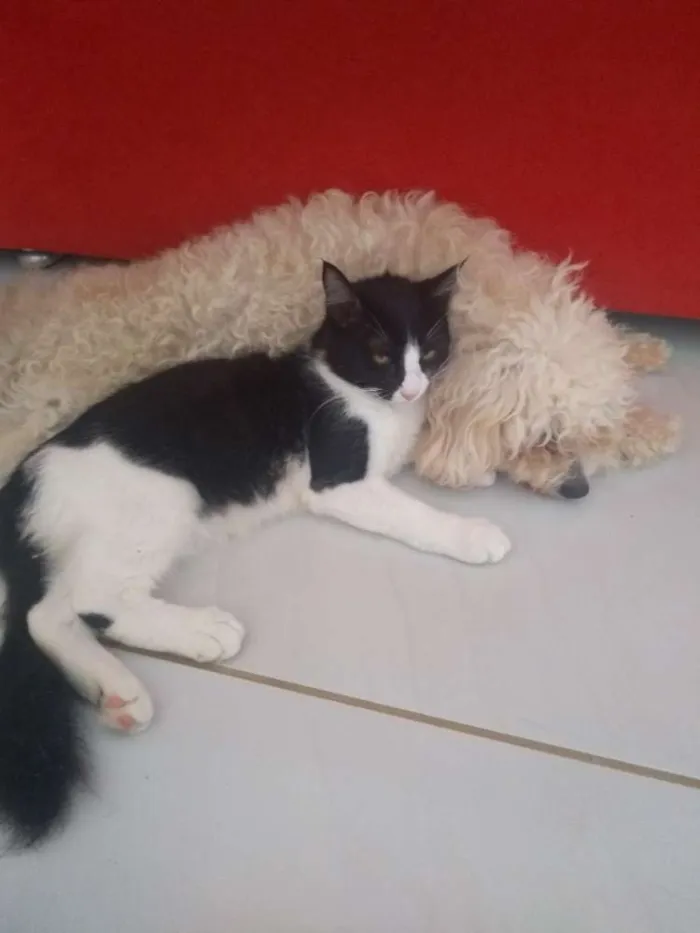 Gato ra a Sem raça idade 2 a 6 meses nome Black