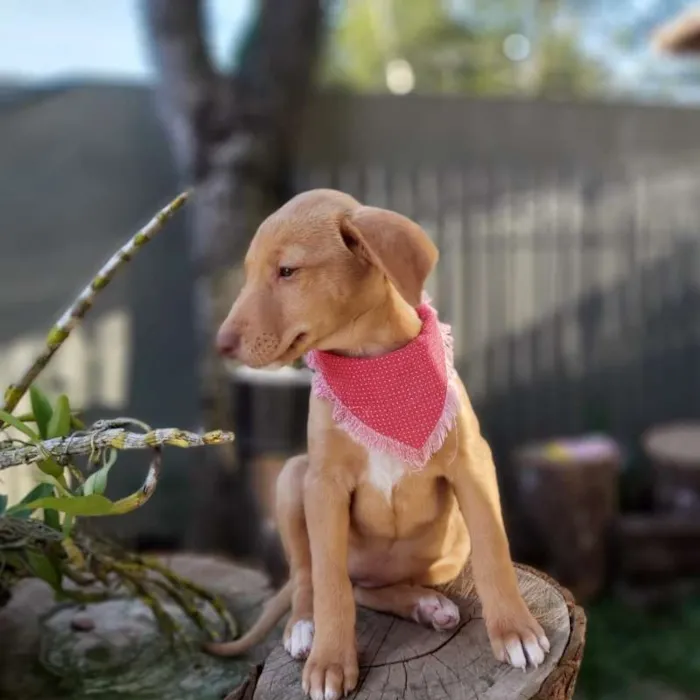 Cachorro ra a srd idade 2 a 6 meses nome Lena