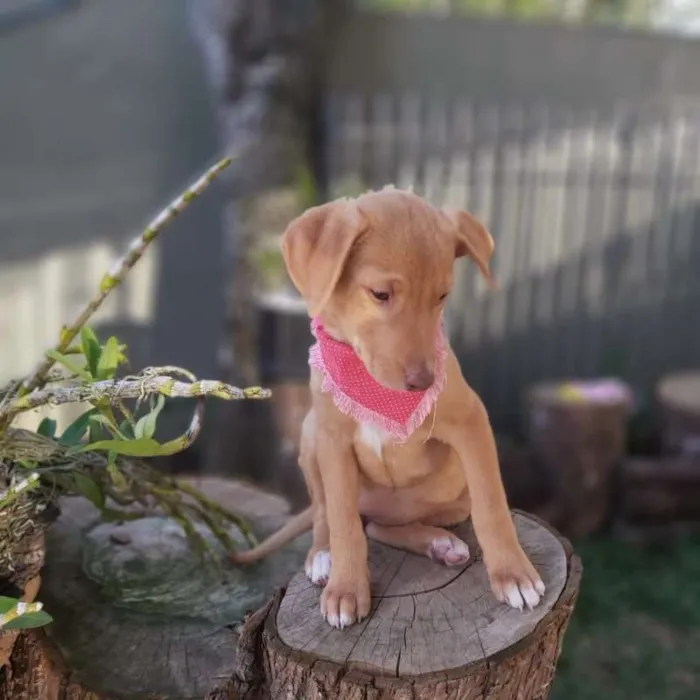 Cachorro ra a srd idade 2 a 6 meses nome Lena