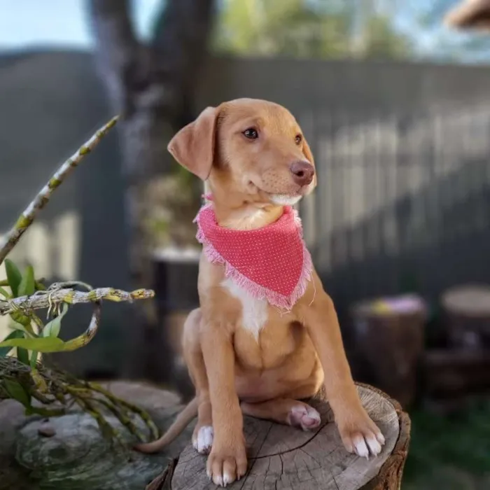 Cachorro ra a srd idade 2 a 6 meses nome Lena