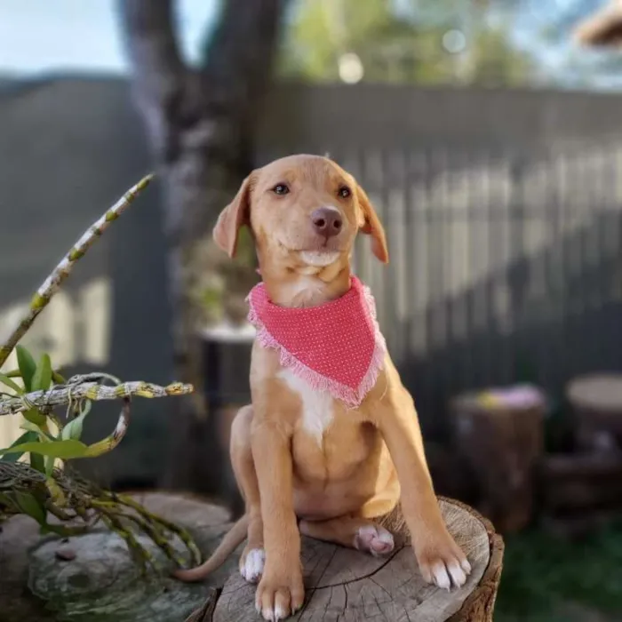 Cachorro ra a srd idade 2 a 6 meses nome Lena