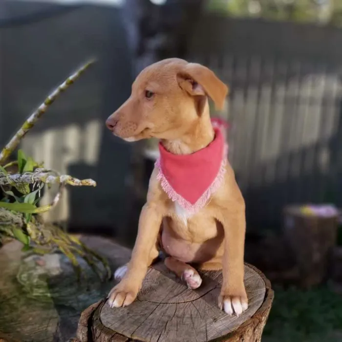 Cachorro ra a srd idade 2 a 6 meses nome Lena