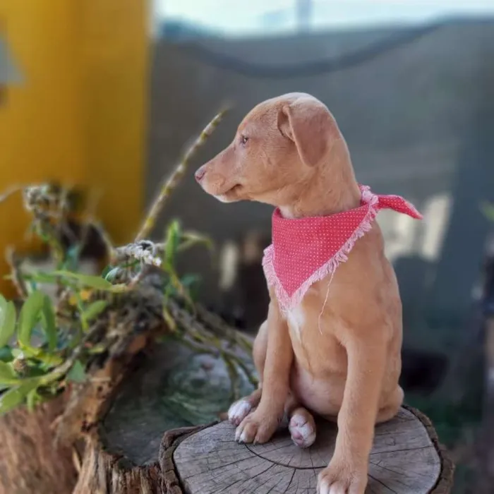 Cachorro ra a srd idade 2 a 6 meses nome Lena