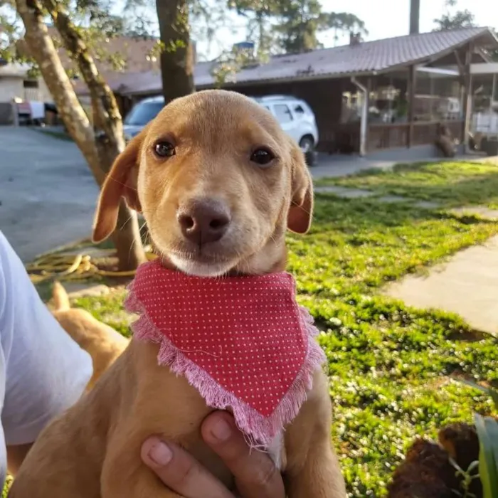 Cachorro ra a srd idade 2 a 6 meses nome Lena