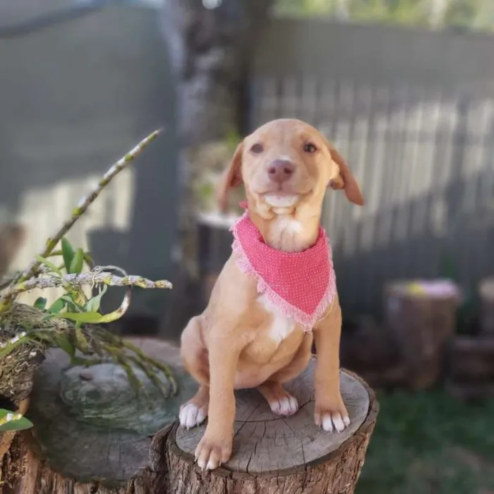 Cachorro ra a srd idade 2 a 6 meses nome Lena