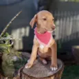 Lena