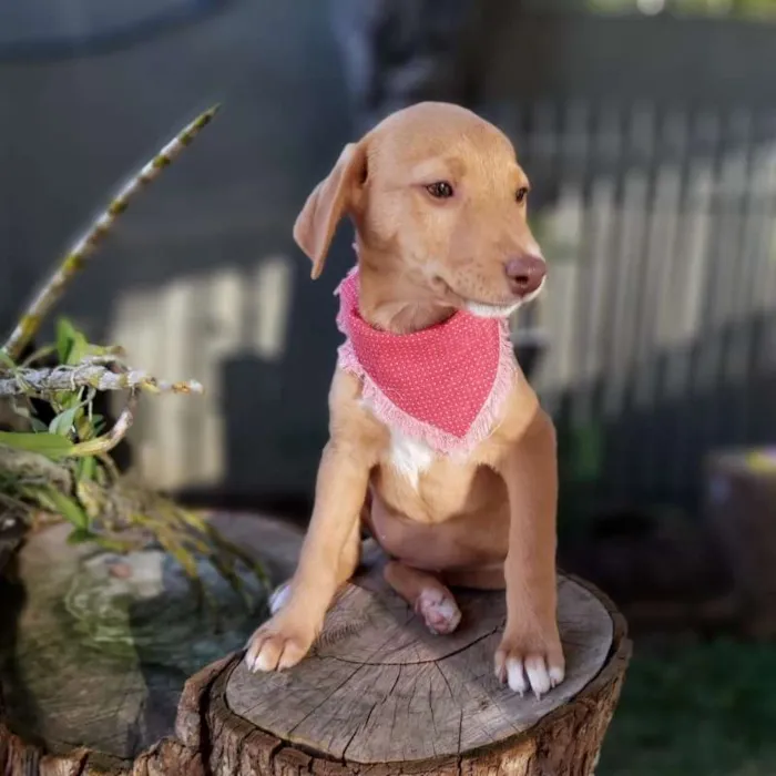 Cachorro ra a srd idade 2 a 6 meses nome Lena