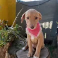 Lena