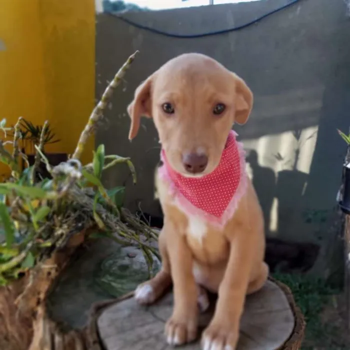 Cachorro ra a srd idade 2 a 6 meses nome Lena