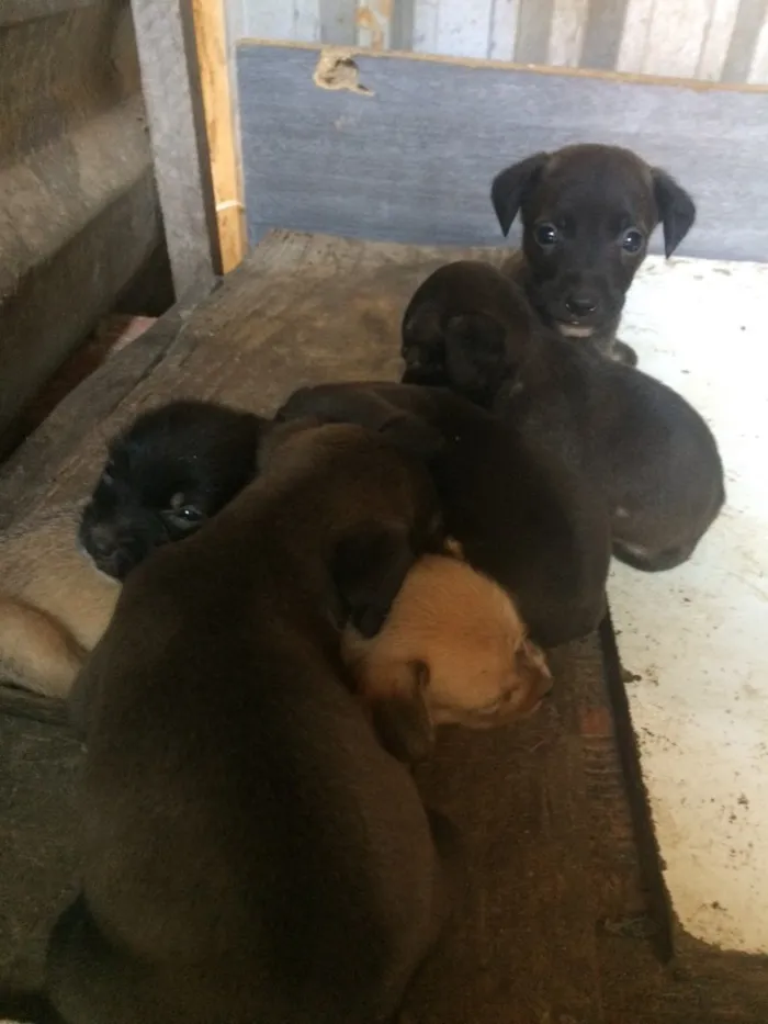 Cachorro ra a Misturando com poodle  idade Abaixo de 2 meses nome Filhotes 