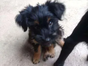 Cachorro raça SRD idade 2 a 6 meses nome Amora