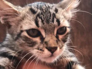 Gato raça Nao sei idade 2 a 6 meses nome Nino