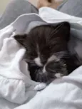 Chico