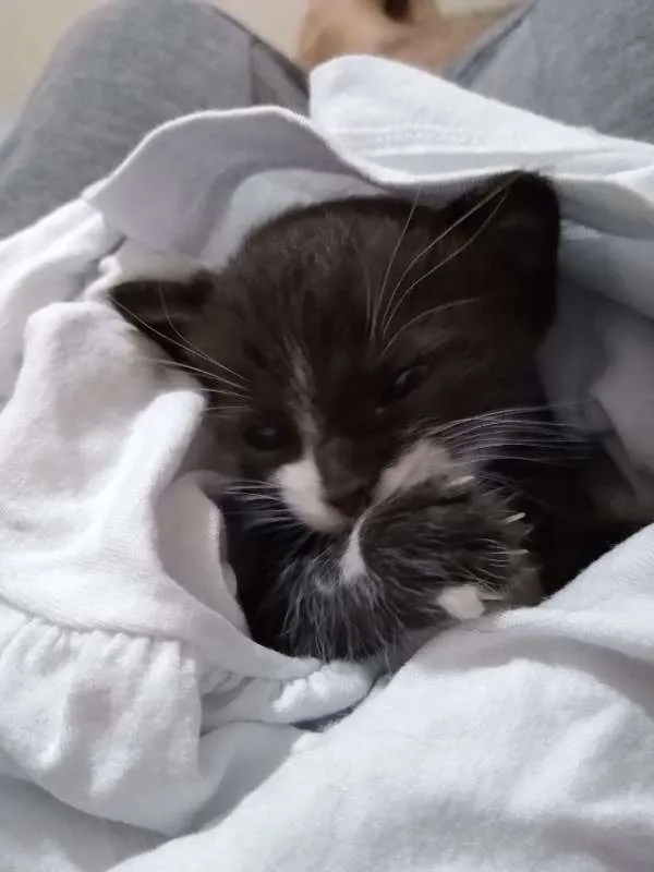 Gato ra a Sem Raça idade Abaixo de 2 meses nome Chico