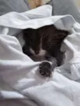 Chico