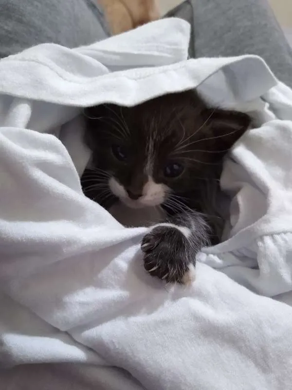 Gato ra a Sem Raça idade Abaixo de 2 meses nome Chico