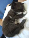 Chico