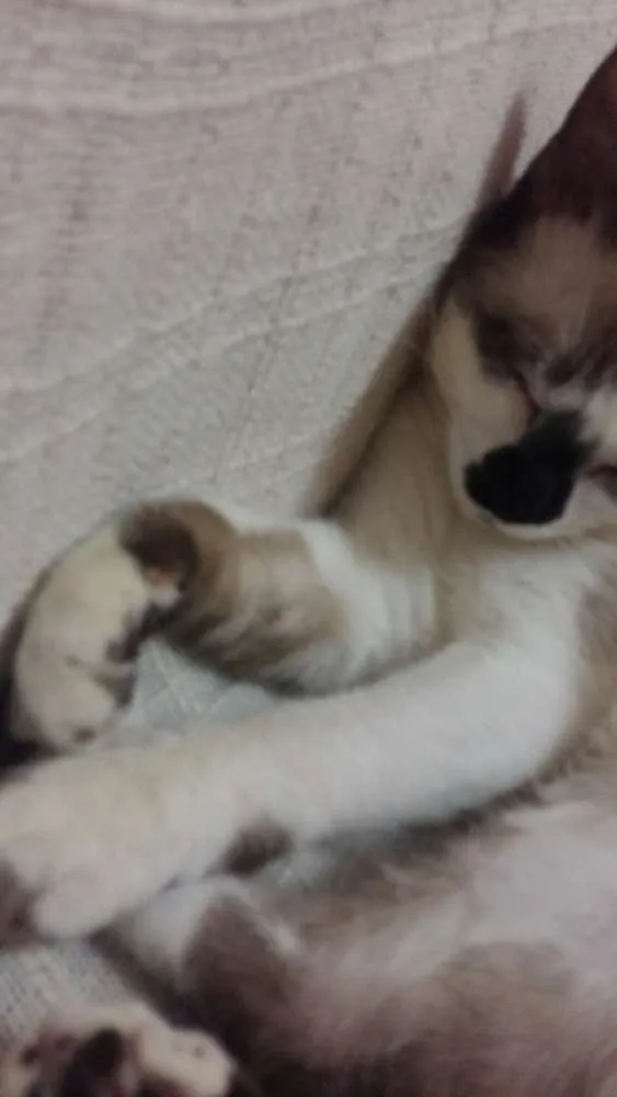 Gato ra a RND idade 7 a 11 meses nome Bento