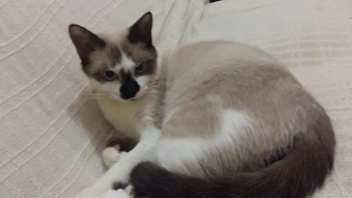 Gato ra a RND idade 7 a 11 meses nome Bento