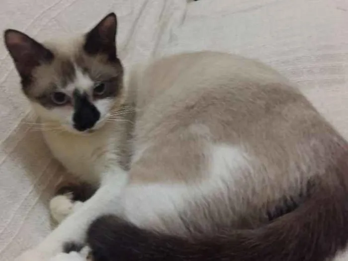Gato ra a RND idade 7 a 11 meses nome Bento