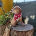 Tatá