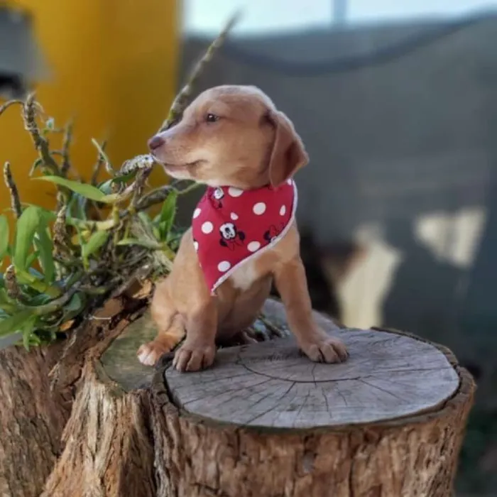 Cachorro ra a srd idade 2 a 6 meses nome Tatá