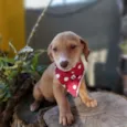 Tatá