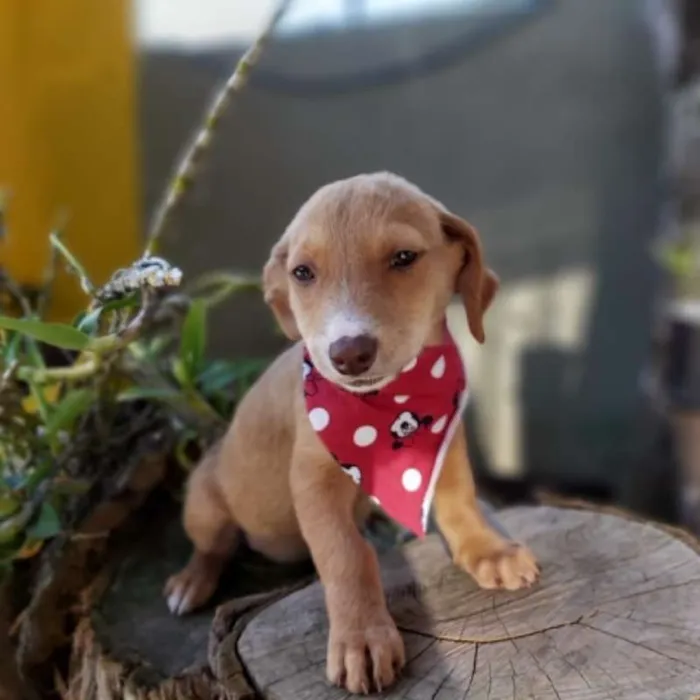 Cachorro ra a srd idade 2 a 6 meses nome Tatá