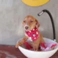 Tatá