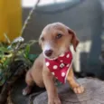 Tatá