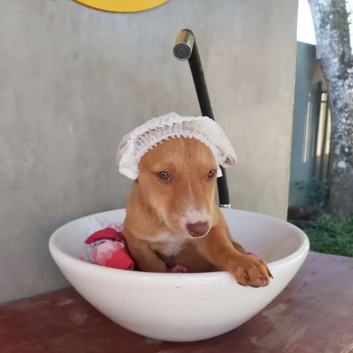 Cachorro ra a srd idade 2 a 6 meses nome Tatá