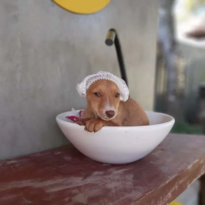 Cachorro ra a srd idade 2 a 6 meses nome Tatá