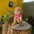 Tatá