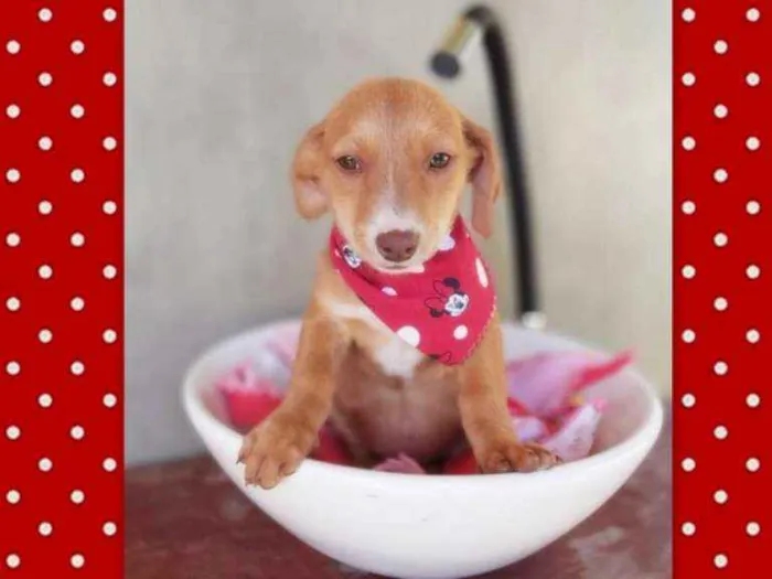 Cachorro ra a srd idade 2 a 6 meses nome Tatá