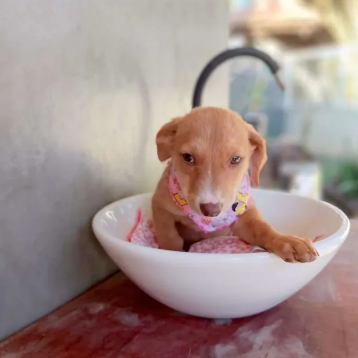 Cachorro ra a srd idade 2 a 6 meses nome Tatá