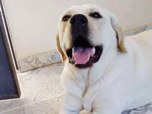 Cachorro raça Labrador idade 3 anos nome Melany