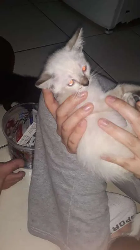 Gato ra a SRD idade 2 a 6 meses nome sem nome