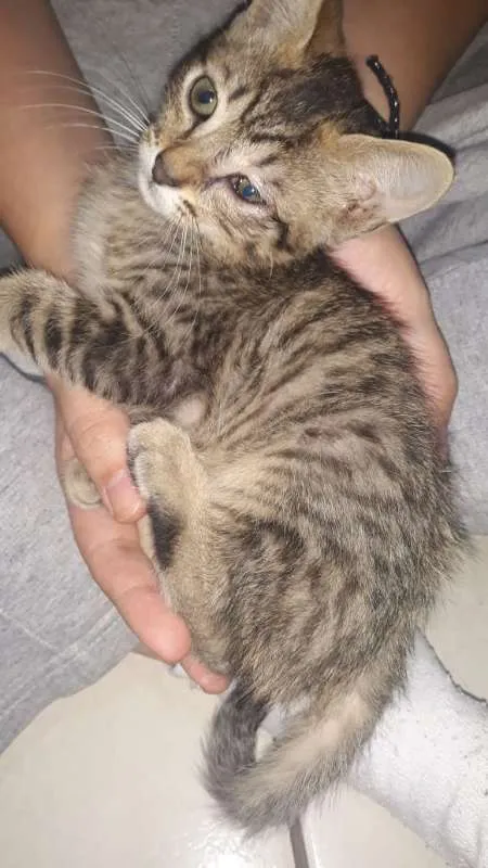 Gato ra a SRD idade 2 a 6 meses nome sem nome